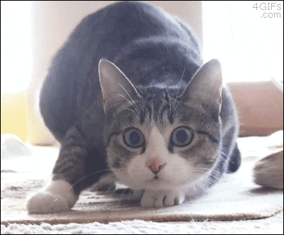 Example GIF 4